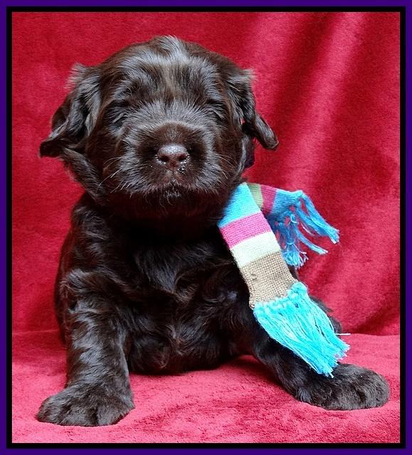 Darling Hero pups 3 wks old 71