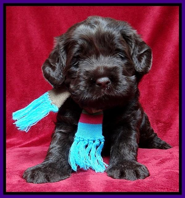 Darling Hero pups 3 wks old 81