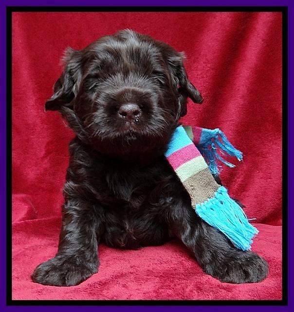 Darling Hero pups 3 wks old 91