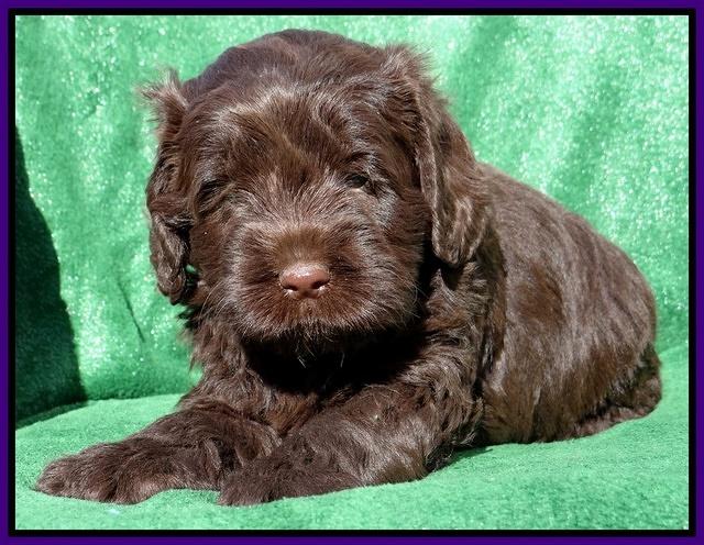 Darling Hero pups 5 wks old 101