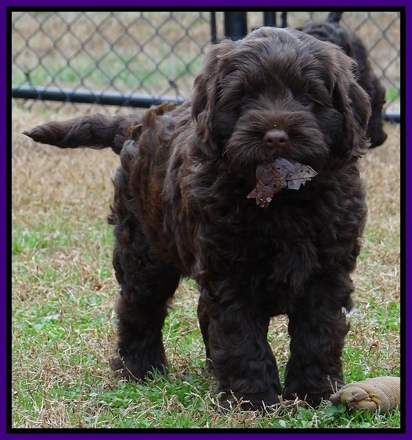 Darling Hero pups 6 wks old 121
