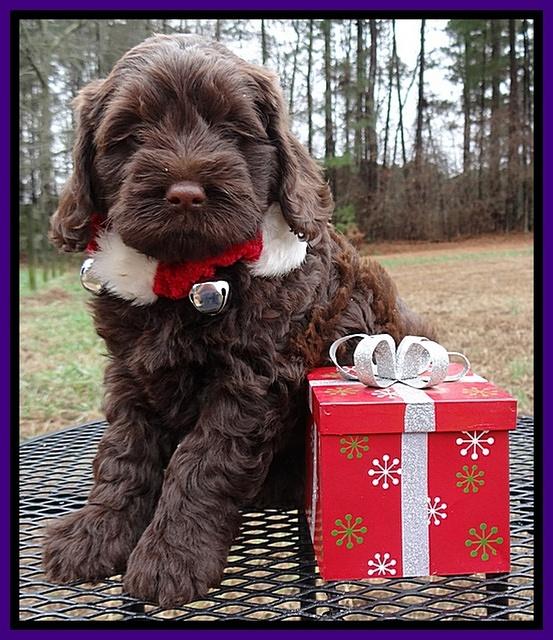 Darling Hero pups 6 wks old 141