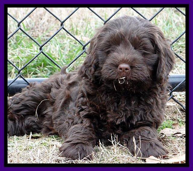 Darling Hero pups 7 wks old 131