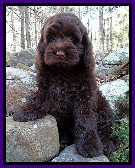 Darling Hero pups 8 weeks old 017