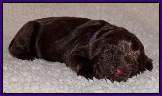 Darling Hero pups newborn 021