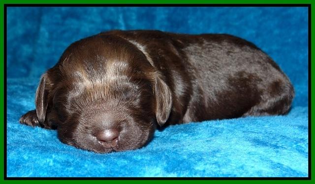 Darling Hero pups 1 wk old 91