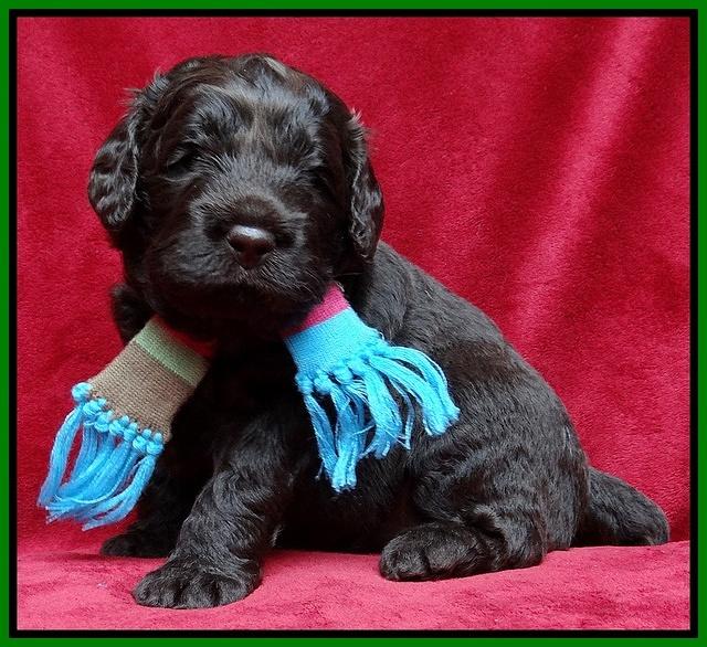 Darling Hero pups 3 wks old 111