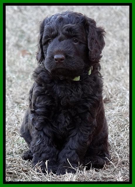 Darling Hero pups 5 wks old 049