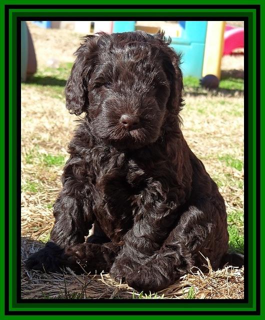 Darling Hero pups 5 wks old 151