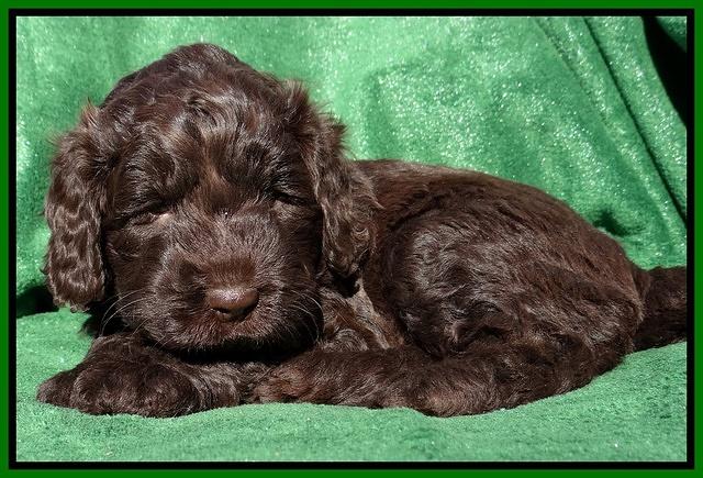 Darling Hero pups 5 wks old 181