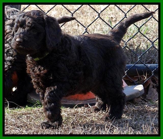 Darling Hero pups 7 wks old 211