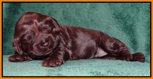 Darling Hero pups 2 wks old 046