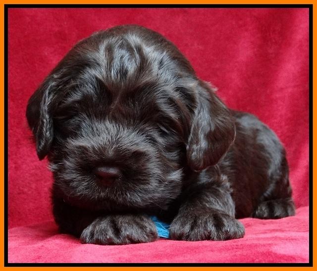 Darling Hero pups 3 wks old 141