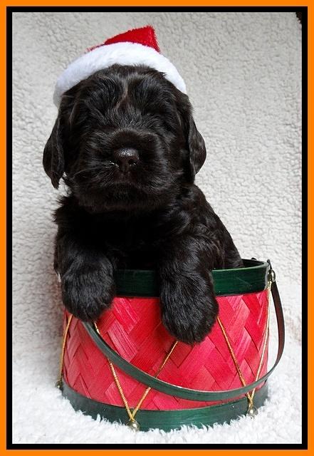 Darling Hero pups 4 wks old 055