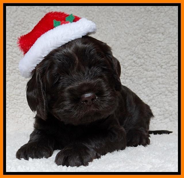 Darling Hero pups 4 wks old 059