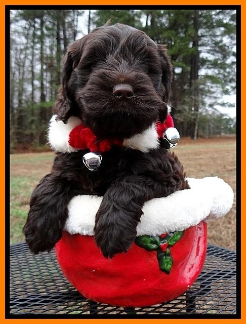 Darling Hero pups 6 wks old 221