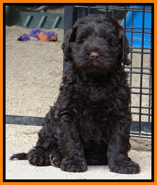 Darling Hero pups 7.5 weeks old 131