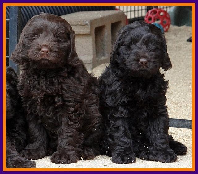 Darling Hero pups 7.5 weeks old 141