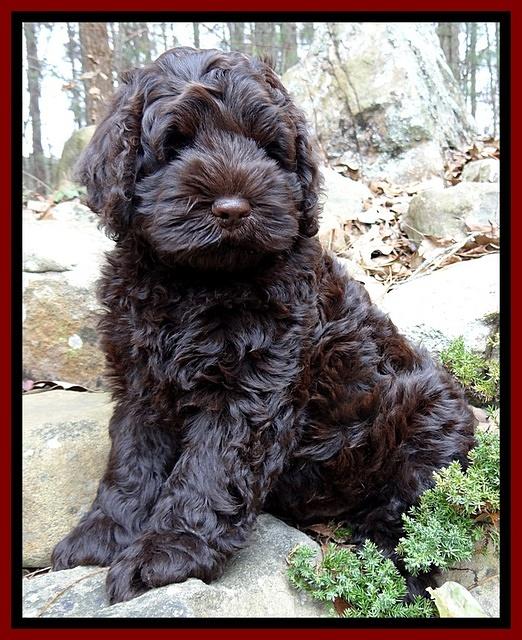 Darling Hero Pups 8 wks old 012