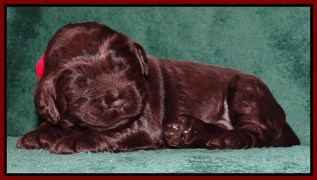 Darling Hero pups 2 wks old 057