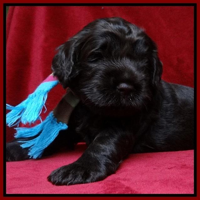 Darling Hero pups 3 wks old 181