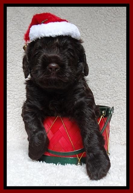 Darling Hero pups 4 wks old 067