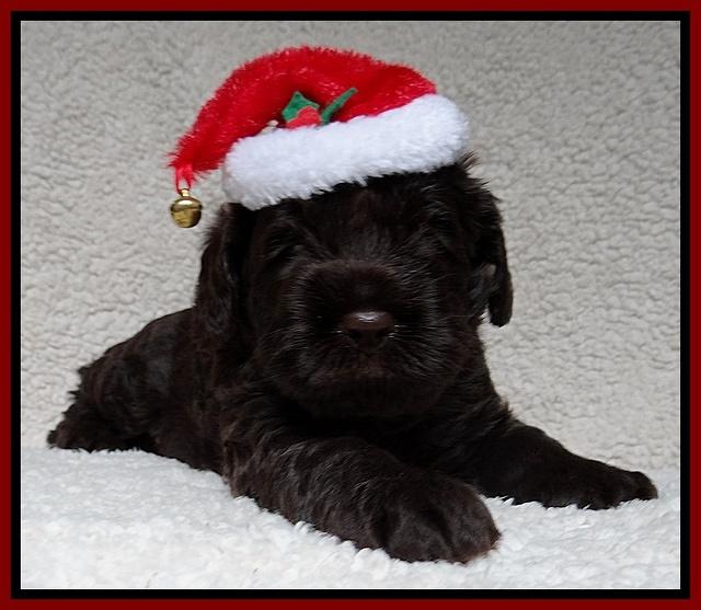 Darling Hero pups 4 wks old 073