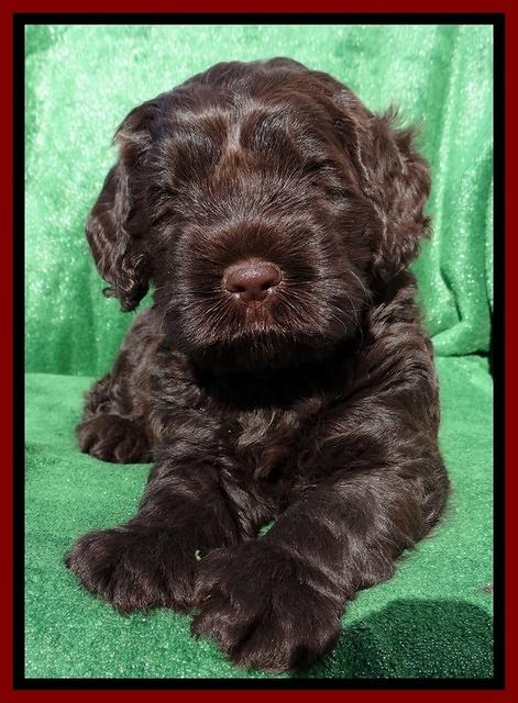 Darling Hero pups 5 wks old 231