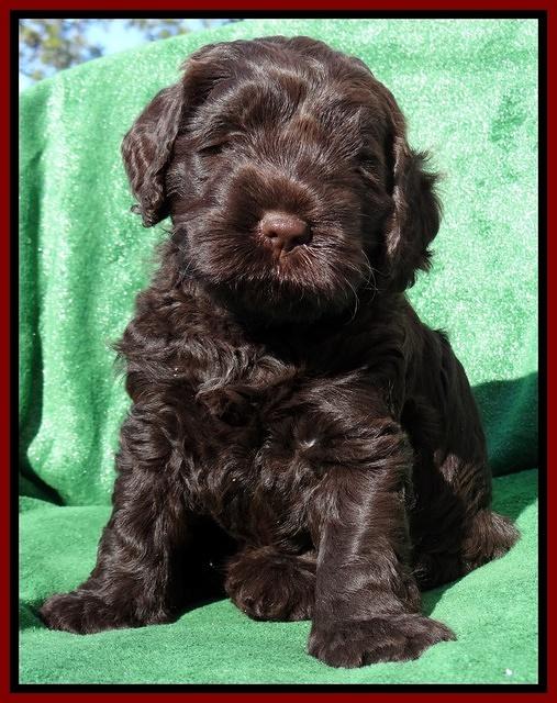 Darling Hero pups 5 wks old 261