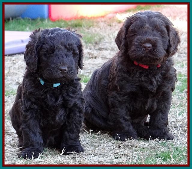Darling Hero pups 5.2 weeks 251