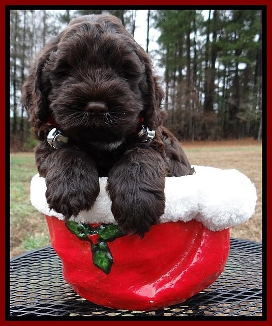 Darling Hero pups 6 wks old 261