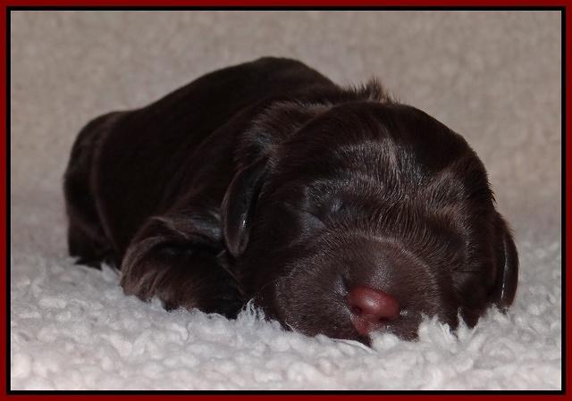 Darling Hero pups newborn 043