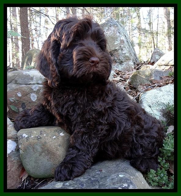 Darling Hero Pups 8 wks old 001