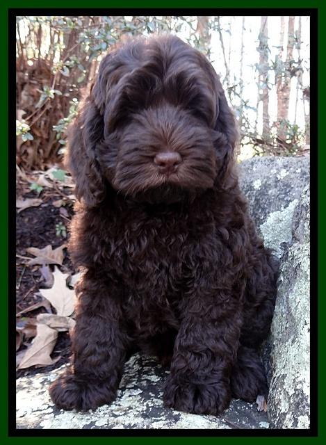 Darling Hero Pups 8 wks old 028