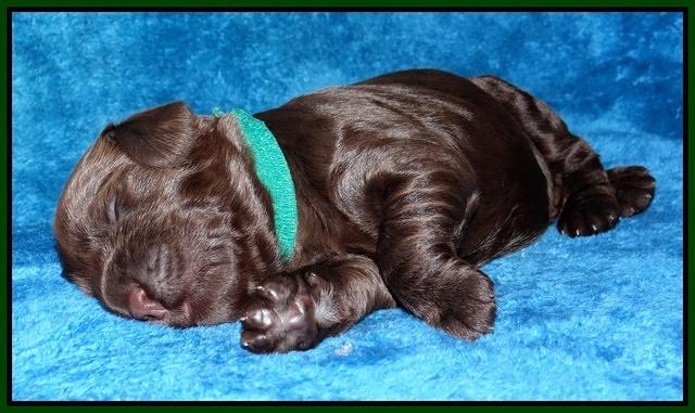 Darling Hero pups 1 wk old 191