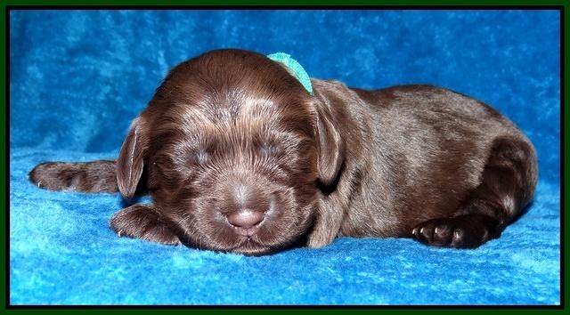 Darling Hero pups 1 wk old 201