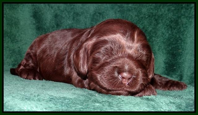 Darling Hero pups 2 wks old 069