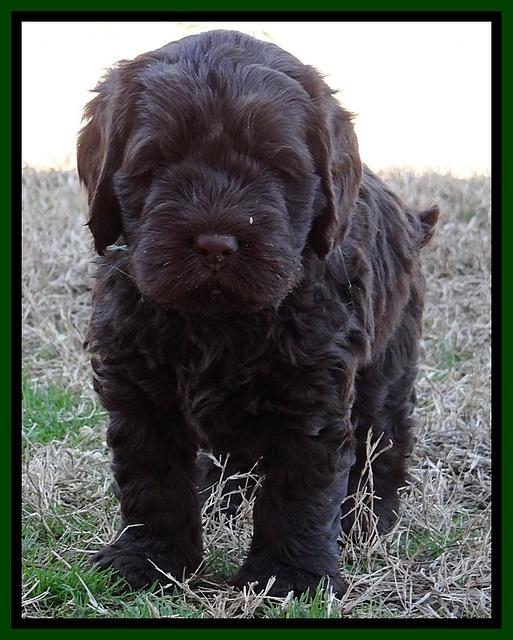 Darling Hero pups 5.2 weeks 211