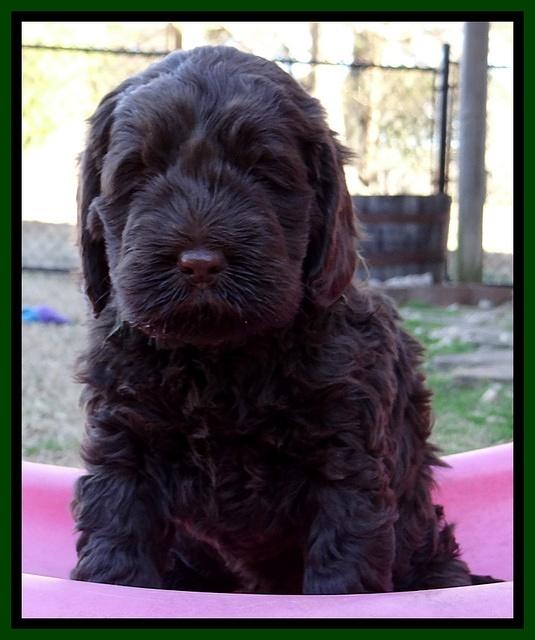 Darling Hero pups 5.2 weeks 221