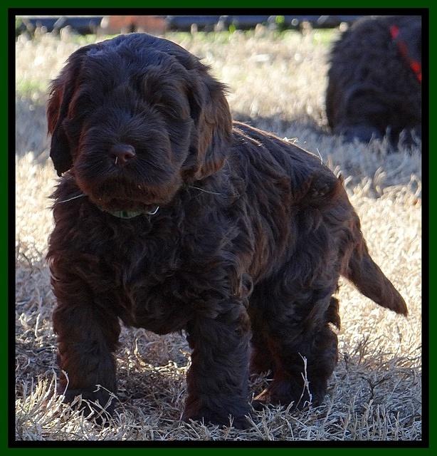 Darling Hero pups 5.2 weeks 231