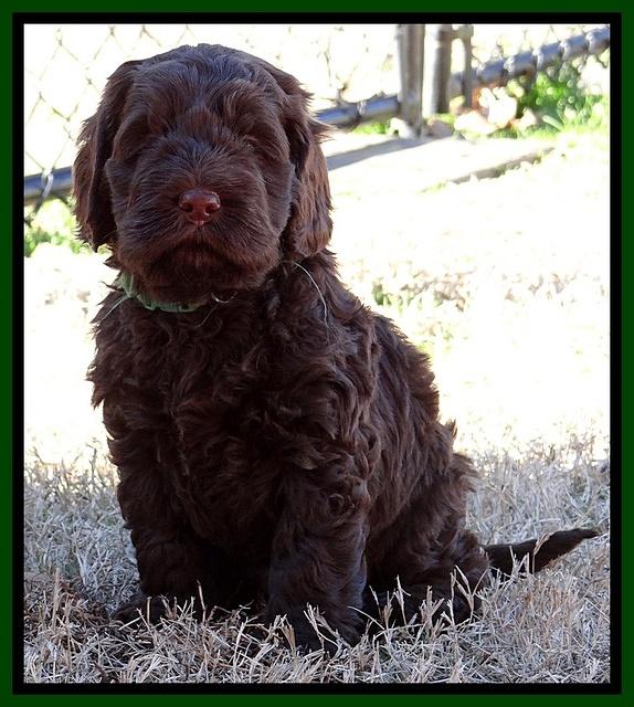 Darling Hero pups 5.2 weeks 261