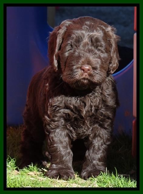 Darling Hero pups 5.2 weeks 271