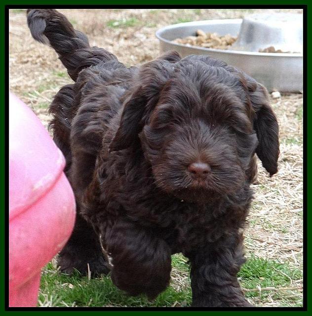 Darling Hero pups 7 wks old 361