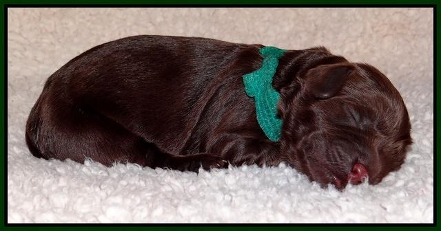 Darling Hero pups newborn 047