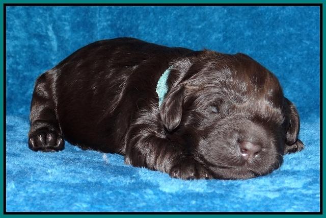 Darling Hero pups 1 wk old 231