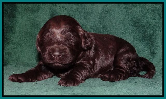 Darling Hero pups 2 wks old 074