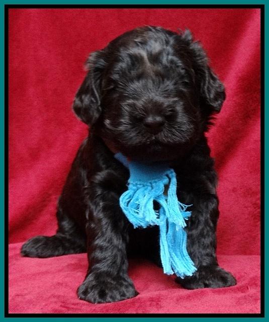 Darling Hero pups 3 wks old 241