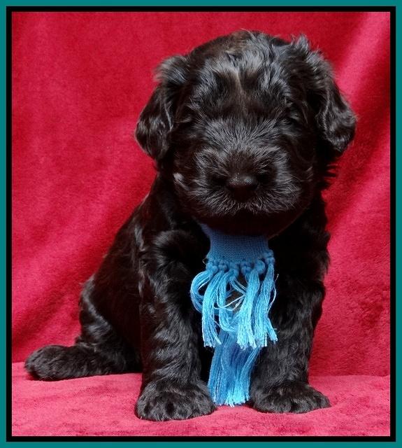 Darling Hero pups 3 wks old 251