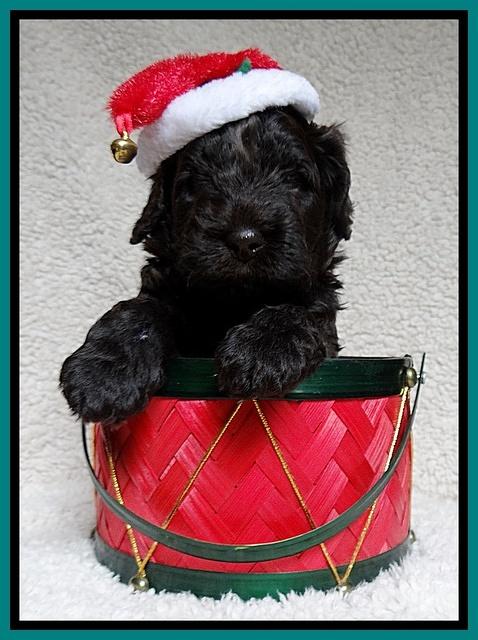 Darling Hero pups 4 wks old 099