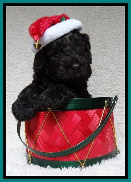 Darling Hero pups 4 wks old 101